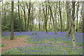 View of bluebells in Chalet Wood, Wanstead Park #35