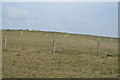 TV5297 : Sheep grazing, Short Brow by N Chadwick