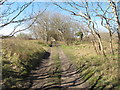 Track through trees to Raven Meols Hills