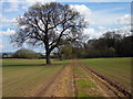 Footpath to Big Wood