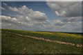 SY8081 : Rapeseed field near Sleight by Becky Williamson
