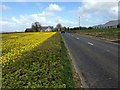 Seacoast Road, Ardnargle