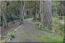 SU9353 : Path around Henley Park Lake by Alan Hunt