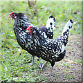 Chicken, Perch Hill Farm gardens