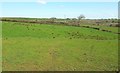 Field near Headon