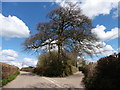 Fork in the road near Boat Cottage