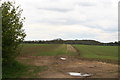 Field margin off High Lane, Mareham on the Hill