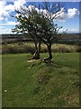 Trees on Hedge Line