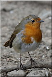 NY2622 : Robin (Erithacus rubecula) by the lakeside by Des Colhoun