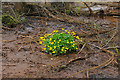 Marsh Marigold, Peat Moor Wood