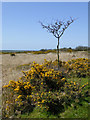 Gorse, grass and hawthorn on Bursdon Moor, Devon