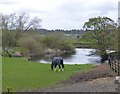 Horse grazing beside the River Ure