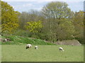 Sheep and lambs at Woodlands Farm