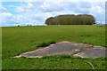 Trees on knoll south of Tidworth