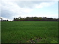 Crop field towards Blakemore Wood