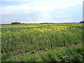 Oilseed rape crop off Main Road