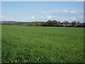 Crop field, Datchworth 