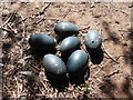 A clutch of Emu eggs at Denbury Farm