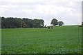 Cattle near Acton Hill