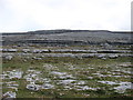 M1510 : The Burren by David Purchase