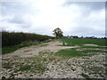 Crop field and hedgerow