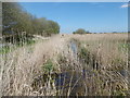 A dyke on Stodmarsh National Nature Reserve