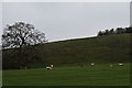 Newcastle-under-Lyme : Countryside Scenery