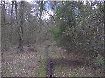 SE9587 : Bridleway in Wykeham Forest by T  Eyre