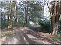 Bridleway in Carlton Wood