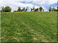 Footpath through the buttercups