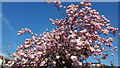 Cherry Blossom, London N14