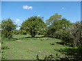 Horse pastures on The Chase Nature Reserve