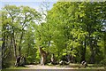 Path and Ancient Hornbeam