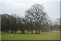 Trees by Bethersden Rd