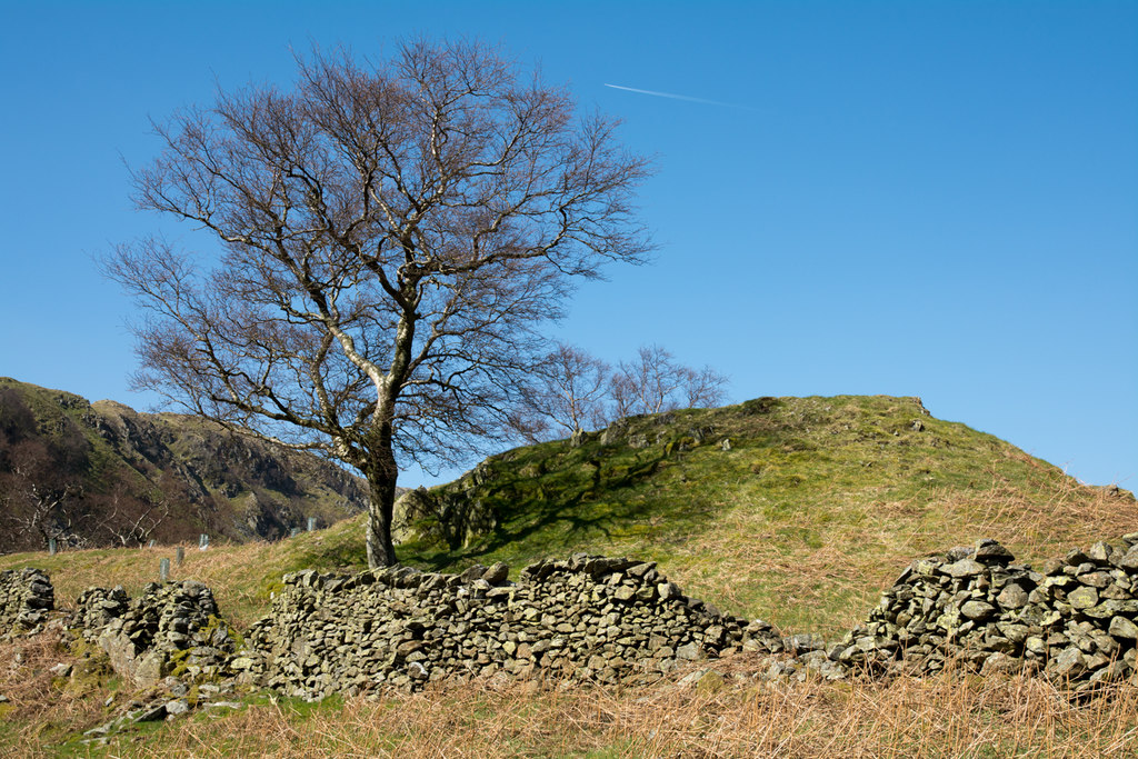 Tree, knoll and wall © Trevor Littlewood :: Geograph Britain and Ireland