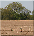 Brown hares (Lepus europaeus)