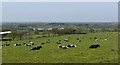 A pasture on Eccles Farm