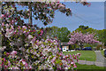 SU9459 : Cherry blossom time by Alan Hunt