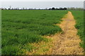 Footpath across the field