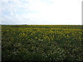 Oilseed rape crop off Ormesby Road