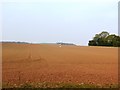 Ploughed Field near Carlton in Lindrick