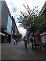 Spindly tree in Market Square