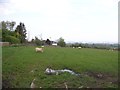 Field of sheep near Hill Cottages