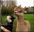 A pair of Alpacas at Robins Bridge Nurseries