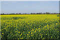 Rape field by Grove Lane