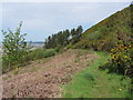 Path on Mynydd Dinas