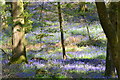 Bluebells in the woods at Midgham Farm