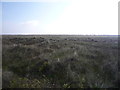TG5310 : Coastal grassland, North Denes by JThomas