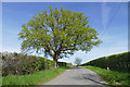 Hedgerow oak, Chilbrook Road