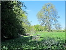 TQ3499 : The former course of the New River west of Myddelton House Gardens by Mike Quinn